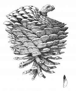 pine cone freebie illustration free clipart image | VintageFiori ...