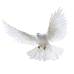 White Flying Pigeon Png Image PNG Image | Draw | Pinterest | White ...