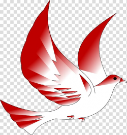 Red and white bird , Columbidae Confirmation in the Catholic ...