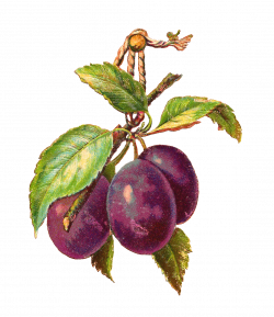 3_plums_hangingpng.png (1131×1308) | Декупаж | Decoupage: Fruits ...