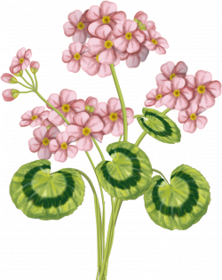 flowers png | Grammas cookbook: CU Pink or Red flower's and Blank ...