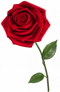 Single Red Rose PNG Clipart Image | Gallery Yopriceville - High ...