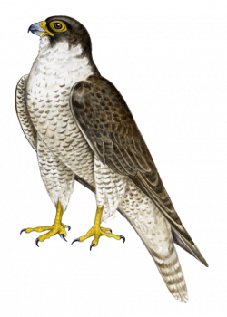 falcon png - Free PNG Images | TOPpng