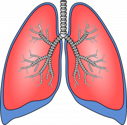Procedures that Involve Removing Water from the Lungs -