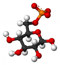 Glucose 6-phosphate - Wikiwand