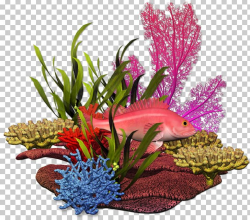 Graphic Design Plant Sea Marine Biology PNG, Clipart ...
