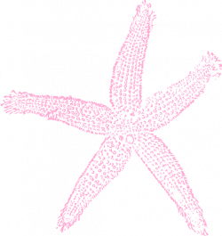 Starfish clipart pink starfish ~ Frames ~ Illustrations ~ HD images ...