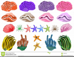 Brain Coral Clipart | Free Images at Clker.com - vector clip ...