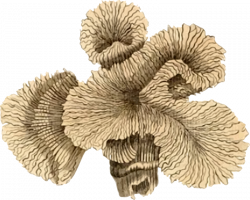 Clipart - Coral 4