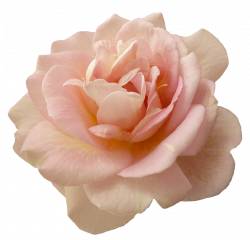 Image result for pink flowers png | RUŽE | Pinterest | Flowers