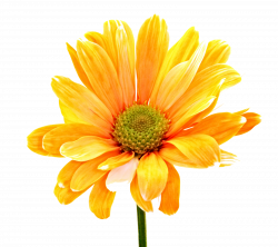 Yellow Flower Clipart colorful flower - Free Clipart on ...
