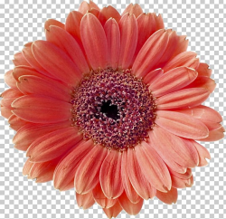 Barberton Daisy Coral Flower Stock Photography PNG, Clipart ...