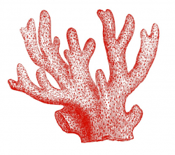 Free Coral Cliparts, Download Free Clip Art, Free Clip Art ...