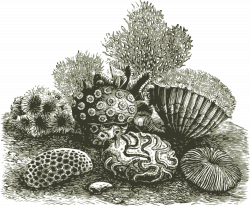 19 Coral clipart HUGE FREEBIE! Download for PowerPoint presentations ...