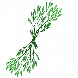 Seaweed Silhouette at GetDrawings.com | Free for personal use ...