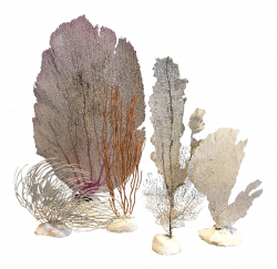Vintage Grouping of Sea Fans - Set of 6 | Fan coral, Large fan and Fans