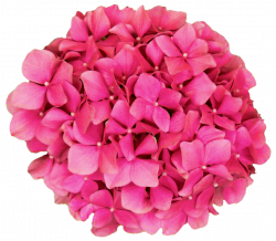Coral Pink Hydrangea by jeanicebartzen27 on DeviantArt