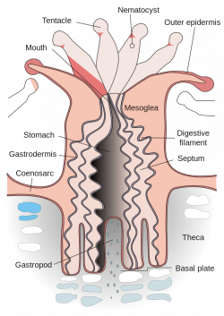 Awesome Coral Polyp Anatomy Gallery - Anatomy And Physiology Biology ...