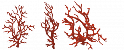 28+ Collection of Coral Drawing Png | High quality, free cliparts ...