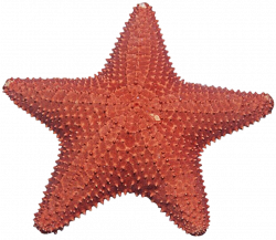 Starfish PNG Transparent Images | PNG All