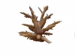 Coral PNG HD Transparent Coral HD.PNG Images. | PlusPNG