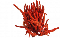 Coral PNG HD Transparent Coral HD.PNG Images. | PlusPNG