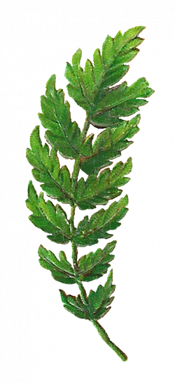 leaf-botanical-artwork-digital-clipart-image-png.png (733×1600 ...