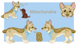 Mitochondria the Corgi - Reference Sheet by September-Colors on ...