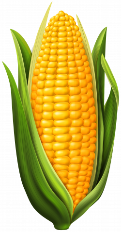 Corn PNG Clip Art Image | Gallery Yopriceville - High-Quality ...