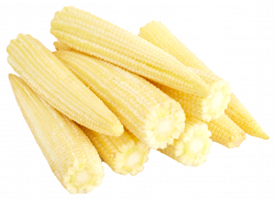 Baby Corn Cobs PNG image - PngPix