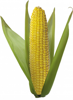 Corn White Background Images | All White Background