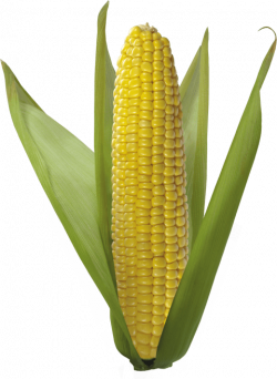 corn png - Free PNG Images | TOPpng