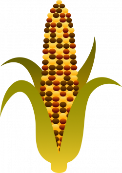 28+ Collection of Indian Corn Clipart | High quality, free cliparts ...