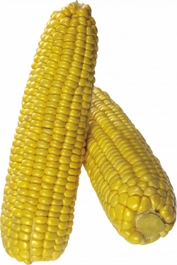 Corn Eleven | Isolated Stock Photo by noBACKS.com
