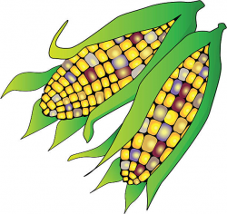 Corn clipart maize pencil and in color corn – Gclipart.com