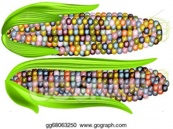 Vector Art - Color corn. Clipart Drawing gg68063250 - GoGraph