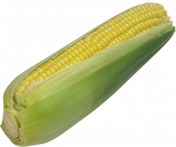 Corn Fifteen | Isolated Stock Photo by noBACKS.com