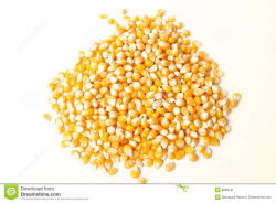 Corn grain | Clipart Panda - Free Clipart Images