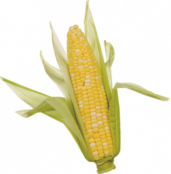 Corn (Maize) PNG Transparent Images | PNG All