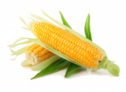 Corn (Maize) PNG Transparent Images | PNG All