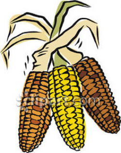 Ear Of Corn Clipart | Free download best Ear Of Corn Clipart ...
