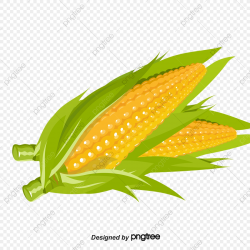 Corn Leaves, Corn Clipart, Corn, Leaf PNG Transparent ...