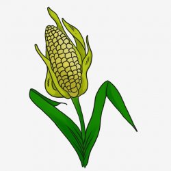Maize Corn Stalks Picture Corn Leaves, Corn Clipart, Corn ...
