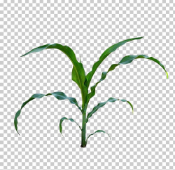 Corn On The Cob Maize Baby Corn Field Corn PNG, Clipart ...