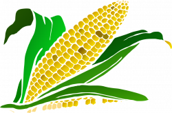 Corn Food Maize Plant PNG Image - Picpng