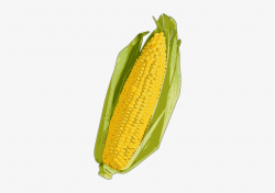 Corn Clipart Corn Roast - Yellow Corn Transparent PNG ...