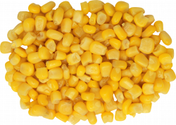 Corn PNG images download, yellow corn PNG