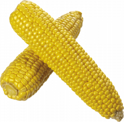 Corn Duo transparent PNG - StickPNG