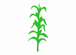 Corn Stalk Clipart - Easy Corn Field Drawing, Transparent ...