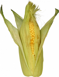 Corn PNG images download, yellow corn PNG